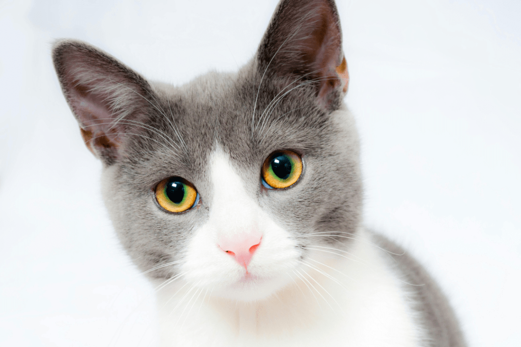 the Litter Box&nbsp;Conundrum